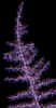 abstractneonfern.jpg (904175 bytes)
