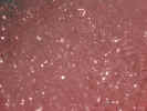 foambubbles2921.jpg (491772 bytes)