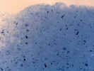 foambubbles2922.jpg (701569 bytes)